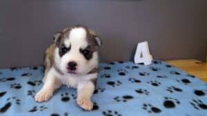 grey and white husky puppy for sale