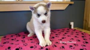 red and white husky puppy
