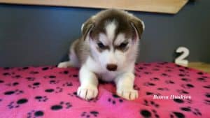 red and white husky puppy