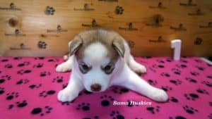 red and white female husky puppy for sale