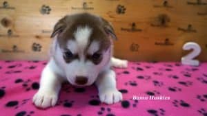 red and white female husky puppy for sale