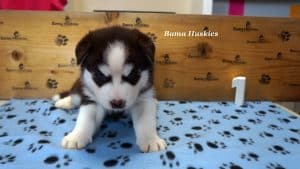 red and white male husky puppy for sale