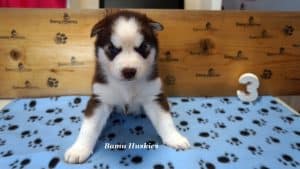 red and white male husky puppy for sale