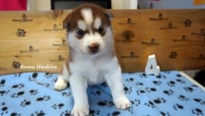 red and white male husky puppy for sale