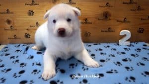 white male husky puppy for sale