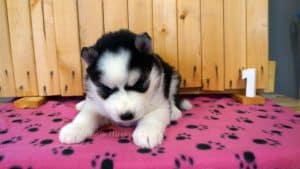 black and white husky puppy for sale
