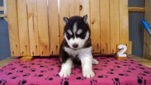red and white husky puppy for sale