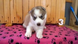 red and white husky puppy for sale