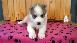 red and white husky puppy for sale