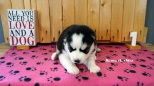 black and white husky puppy for sale