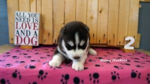 red and white husky puppy for sale