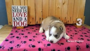 red and white husky puppy for sale