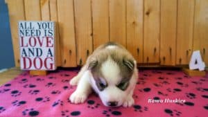 red and white husky puppy for sale