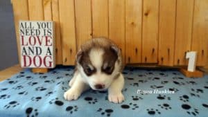 red and white husky puppy for sale