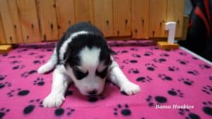 black and white husky puppy for sale