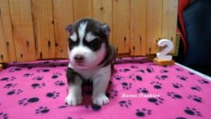 red and white husky pupoy for sale