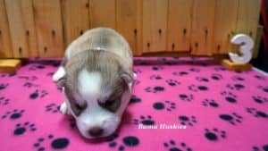 red and white husky pupoy for sale