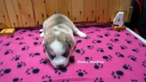 red and white husky pupoy for sale