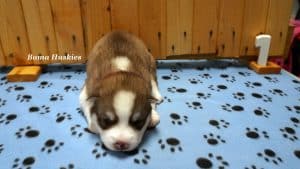 red and white husky pupoy for sale