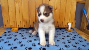 red and white husky puppy for sale