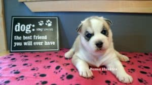 Grey and white husky puppy