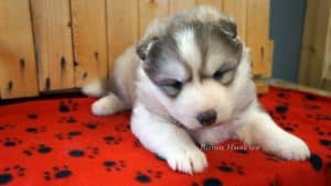 red and white female husky puppy for sale