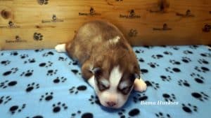 red and white husky puppy male