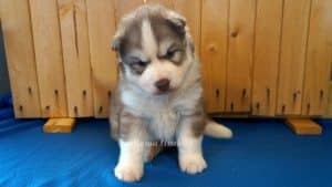 red and white male husky puppy for sale