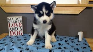 black and white husky puppy