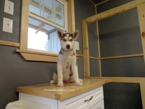 red and white husky puppy for sale