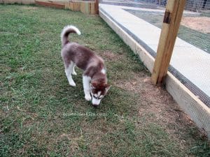 red and white husky puppy for sale