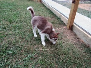 red and white husky puppy for sale