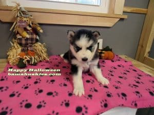 black and white husky puppy for sale
