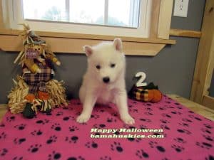 white husky puppy for sale