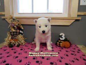 white husky puppy for sale