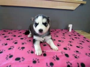 black and white husky puppy for sale
