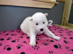 white husky puppy for sale