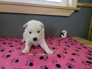 white husky puppy for sale