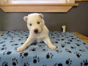 white husky puppy for sale