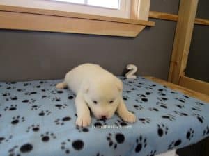 white husky puppy for sale