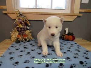 white husky puppy for sale