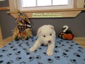 white husky puppy for sale