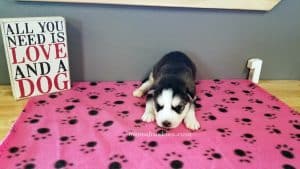 black and white husky puppy for sale