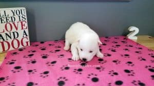 white husky puppy for sale