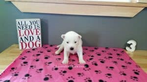 white husky puppy for sale