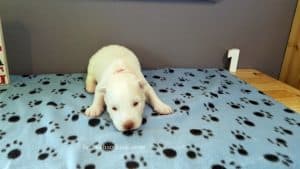 white husky puppy for sale