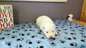 white husky puppy for sale