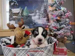 grey and white husky puppy for sale