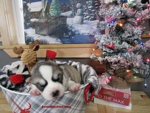 black and white husky puppy for sale