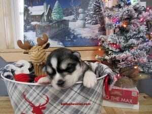 grey and white husky puppy for sale